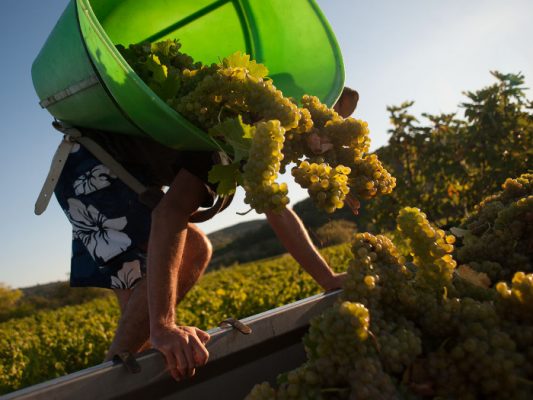 Domaine de l'Arjolle