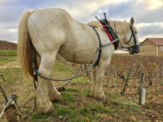 Domaine Raoul Gautherin