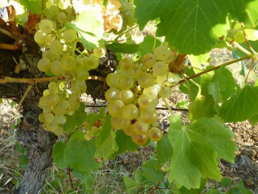 Chаteau Saint-Esteve