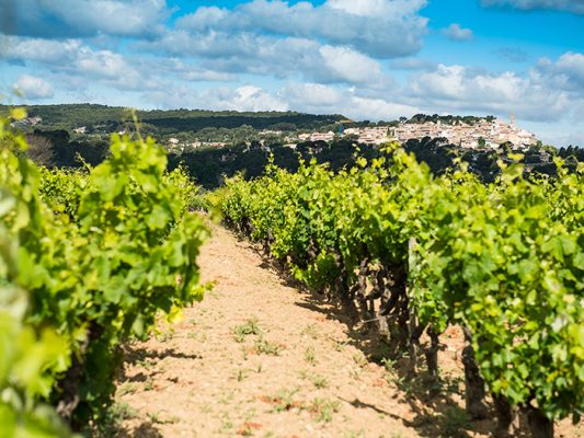 Лозя Domaine Ray-Jane