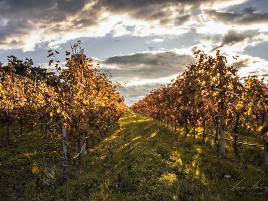 Château de la Négly