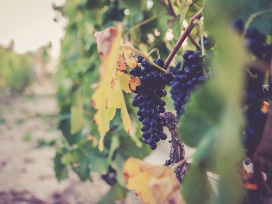 Château de la Négly