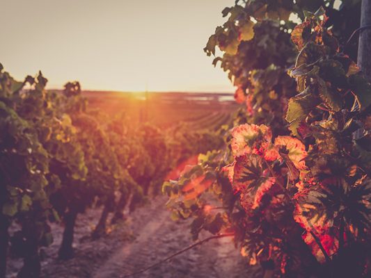 Château de la Négly