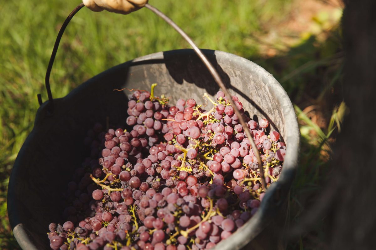 Онлайн магазин за френски вина – Мулен.бг