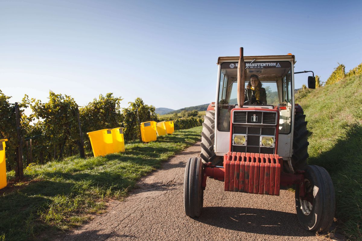 Онлайн магазин за френски вина – Мулен.бг