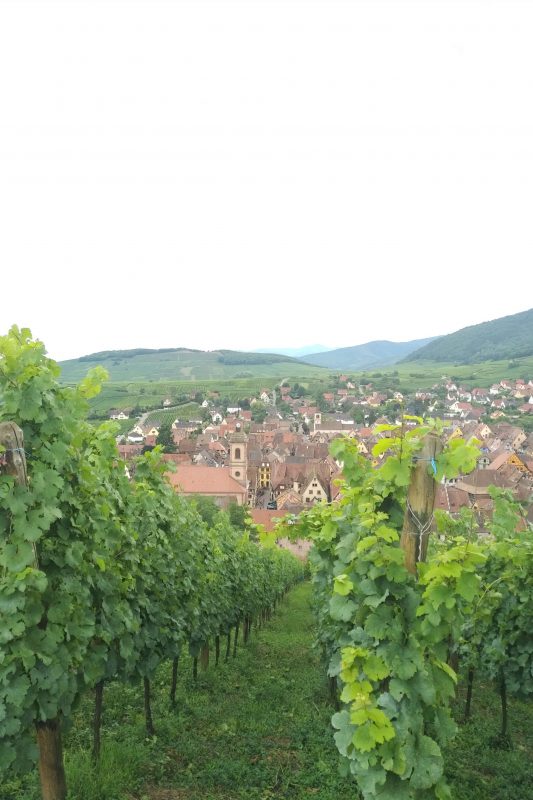 Онлайн магазин за френски вина – Мулен.бг