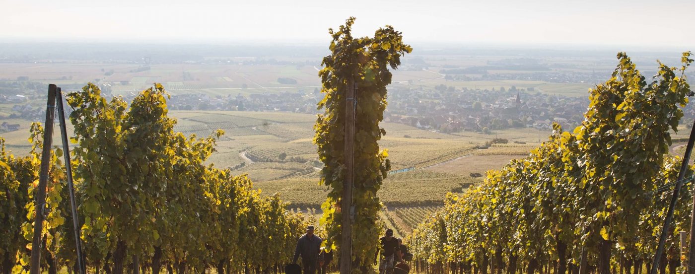 Онлайн магазин за френски вина – Мулен.бг