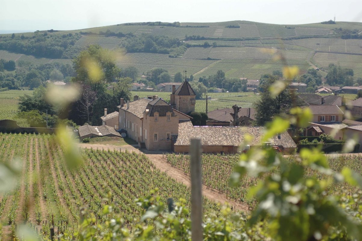 Онлайн магазин за френски вина – Мулен.бг