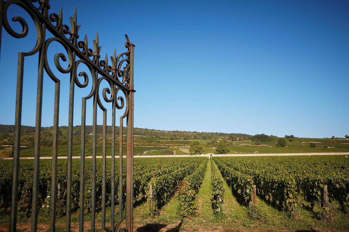 Онлайн магазин за френски вина – Мулен.бг