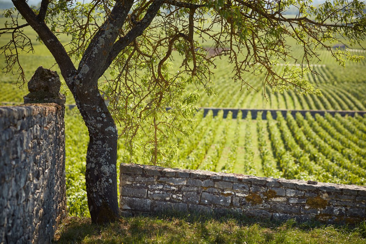 Онлайн магазин за френски вина – Мулен.бг