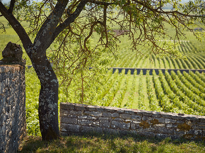 Онлайн магазин за френски вина – Мулен.бг