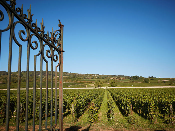 Онлайн магазин за френски вина – Мулен.бг