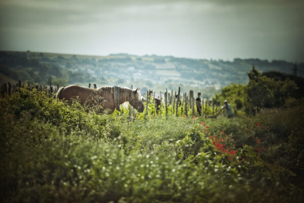 Domaines Paul Jaboulet Aîné