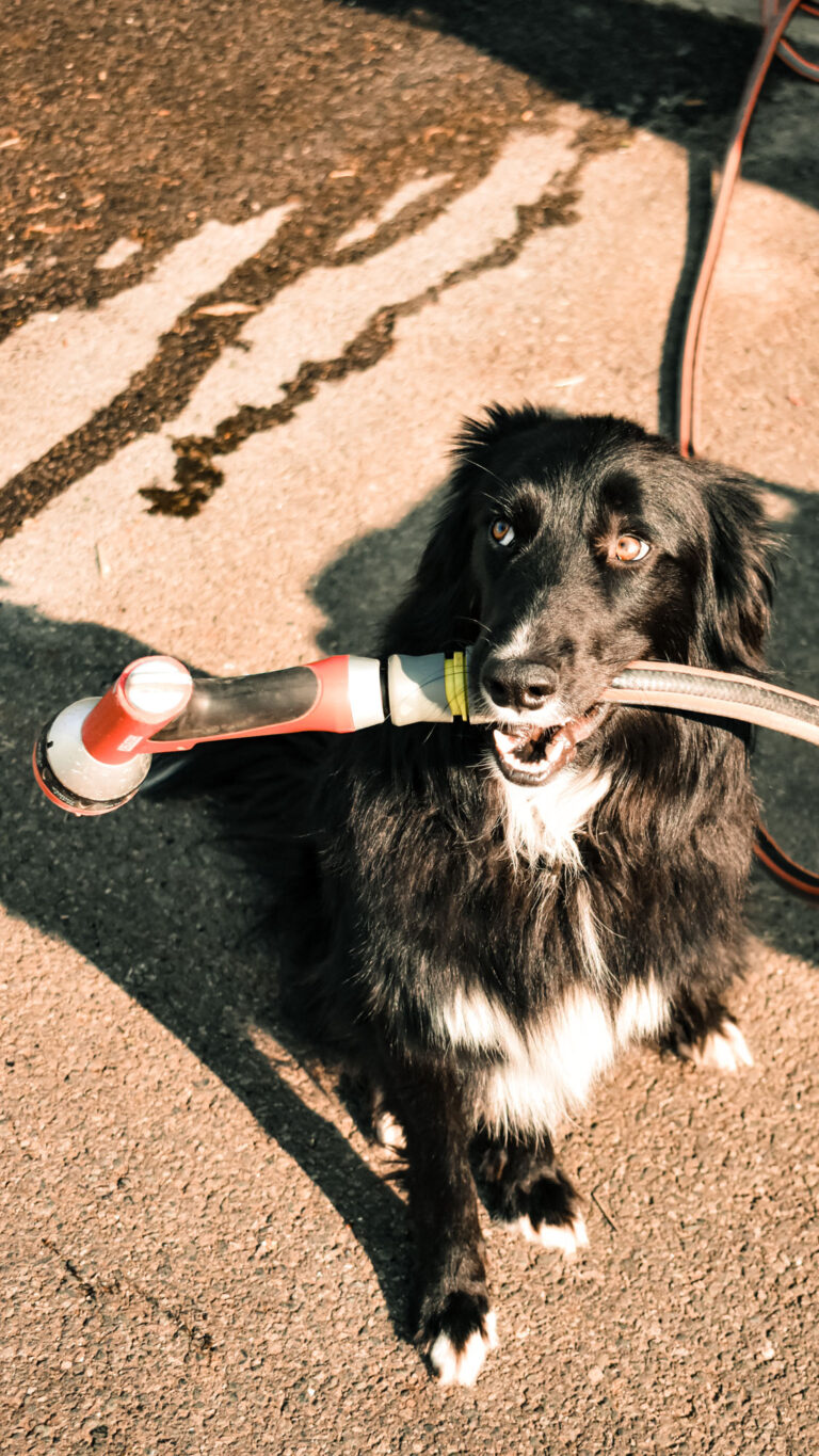 ANIS DES GONES - Distillerie de Lyon